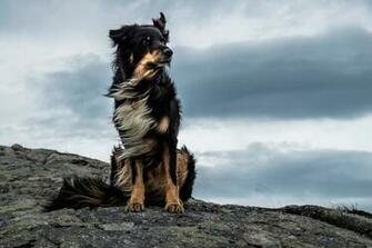 Dog On The Beach Wallpaper By Amandavangeer Revelwallpaper Net