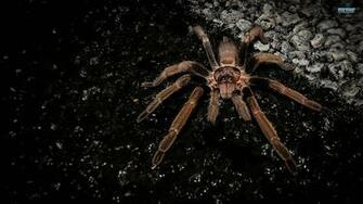 Spider Wallpaper Best Image