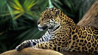 Animal Wallpaper Jaguar In Amazon Rainforest Pixel
