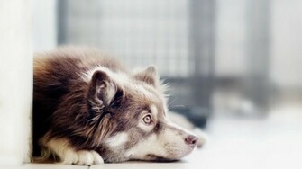 Border Collie Wallpaper