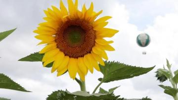 Conner Prairie Sunflowers Our Sunflower Fields Are Ready