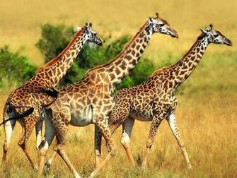 Animals Wallpaper Landscape HD Nature