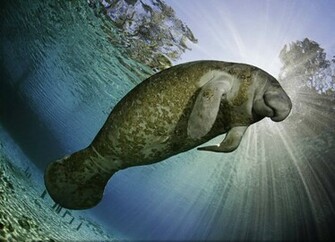 Landscapes Manatee Wallpaper