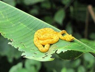 Eyelash Viper Image