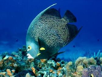 Scuba Diving Screen Savers