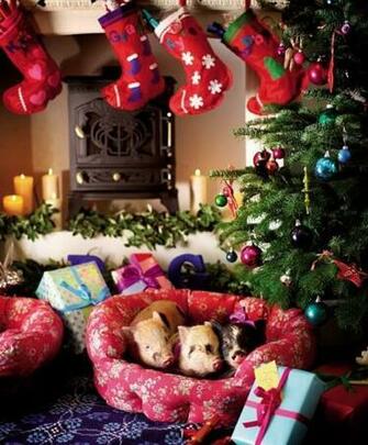 Pigs In Christmas Tree Cute Little Pictures