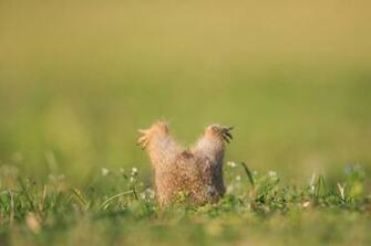 Gopher Grass Animal Legs Stock Photos Image HD Wallpaper