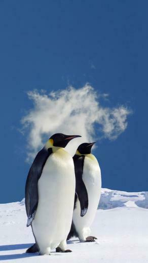 Penguin iPhone Wallpaper