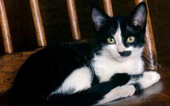 Cute Black And White Cat Desktop Pc Mac