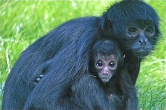Animals World Wallpaper Of Animal Columbian Black Spider Monkey