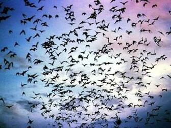 Bat Wallpaper