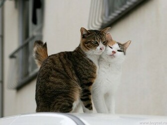 Cat Wallpaper Funny Cats