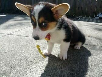 Cute Puppy Pictures Puppies Photos Funny