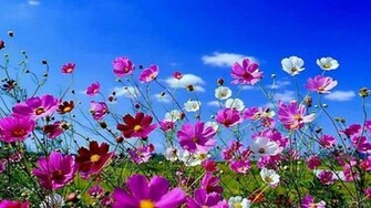 Desktop Spring Flowers HD Wallpaper For Your Background