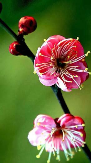 Peach Blossom iPhone 5s Wallpaper iPad