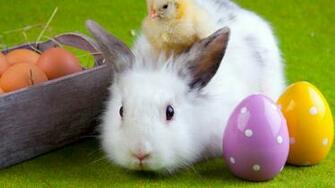 Wallpaper Rabbit Chicken Eggs Easter Friendship
