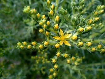 Click To The Wallpaper Yellow Flower Pictures Blooming