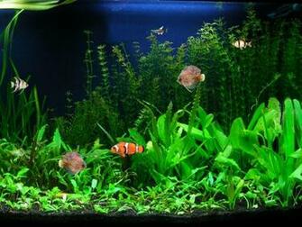 Background Computers Windows Xp Aquarium Screensaver