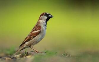 True Sparrow Desktop Background HD Deskbg