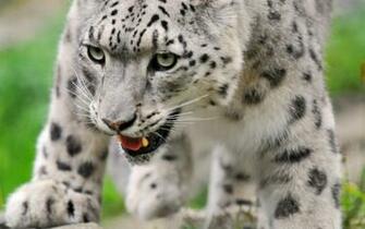 White Leopard Wallpaper Px HDwallsource