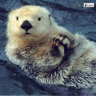 Cute Otters Wallpaper HD Photo Of Phombo