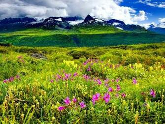 Mountain Wildflowers Wallpaper