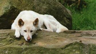 Australian Dingo Computer Wallpaper Desktop Background