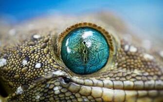 Gecko HD Wallpaper Background Image