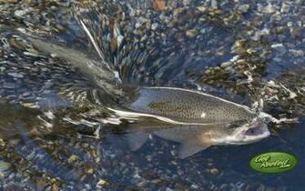 Trout Fishing Wallpaper