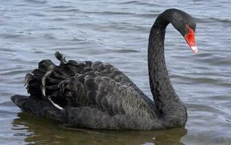 Big Black Swan Wallpaper HD For Mobile Phone