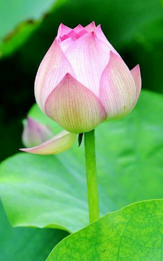 Lotus Flower HD Desktop Wallpaper Series I HDwallpaperbackground