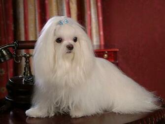 Maltese Dogs Wallpaper