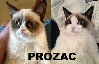 Prozac Grumpy Cat Know Your Meme