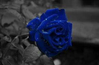 Blue Rose Wallpaper HD Pictures Topwallpaper