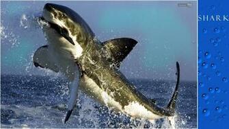 Shark Wallpaper Hammer Head Live