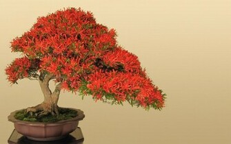 World S Smallest Plants Bonsai Trees Image Pictures HD Wallpaper
