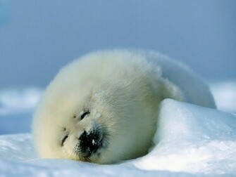 Baby Seal Wallpaper Pixel Popular HD