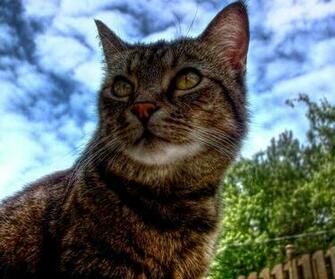 Home Samsung Epic Animals Cats Cat HDr
