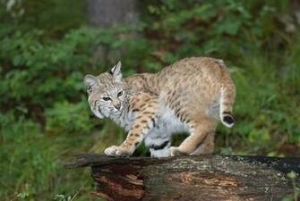 Bobcat 3d Wallpaper