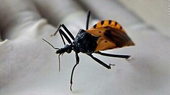 Kissing Bug Case In Delaware Raises Summer Concerns Cnn