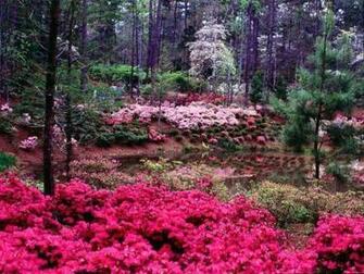 Majestic Flower Garden Wallpaper