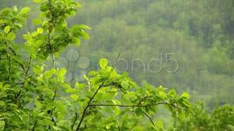 Pictures Spring Rain In Resolution Desktop Wallpaper