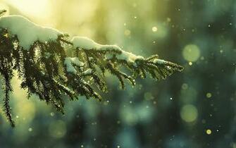 Snowy Fir Tree Wallpaper
