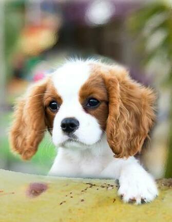 Cavalier King Charles Spaniel Pictures Information Temperament
