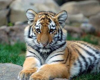 File Big Tiger Cub Jpg
