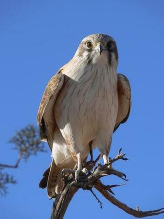 Hawk Big Wallpaper HD Eagle