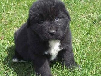 Newfoundland Puppy Photo And Wallpaper Beautiful