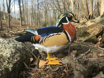 Wood Duck Wallpaper
