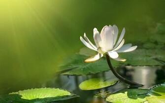 Lotus Wallpaper Flourished In The Swamp