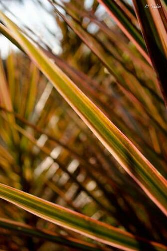 iPhone Windows Phone Android HD Wallpaper By Yadavthyagaraj On